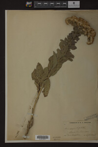 Solidago rigida image