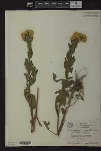 Solidago rigida image