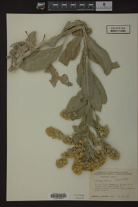 Solidago rigida image