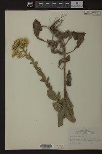 Solidago rigida image