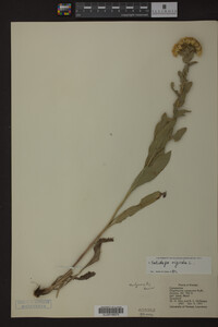 Solidago rigida image