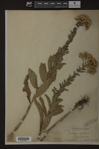 Solidago rigida image