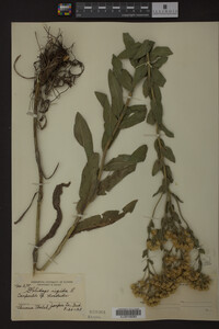 Solidago rigida image