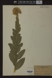 Solidago rigida image