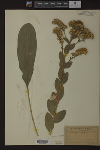Solidago rigida image
