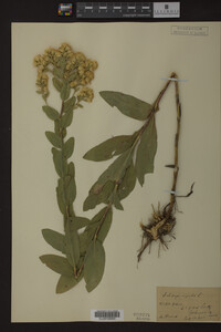 Solidago rigida image