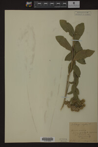 Solidago rigida image