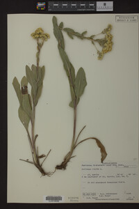 Solidago rigida image
