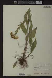 Solidago rigida image