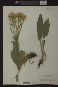 Solidago rigida image