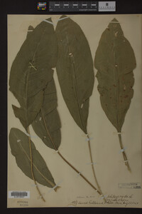 Solidago rigida image