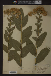 Solidago rigida image