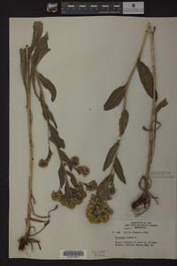 Solidago rigida image