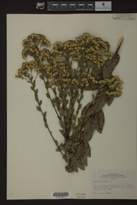 Solidago rigida image