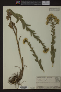 Solidago rigida image