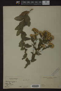 Solidago rigida image