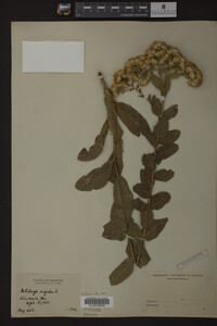 Solidago rigida image