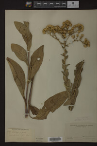 Solidago rigida image