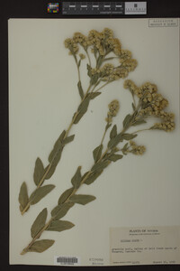 Image Associated With the Occurrence