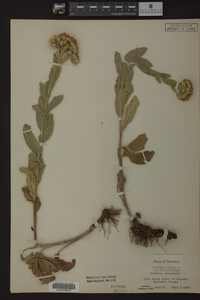 Solidago rigida image