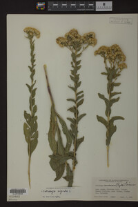 Solidago rigida image