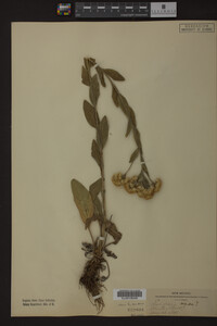Solidago rigida image