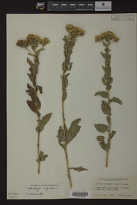 Solidago rigida image