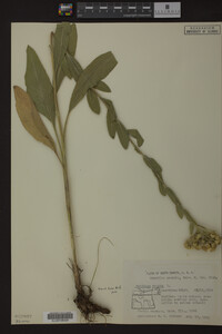 Solidago rigida image