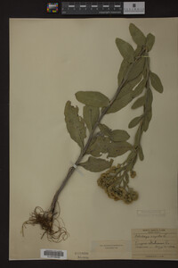 Solidago rigida image