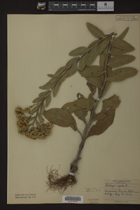 Solidago rigida image