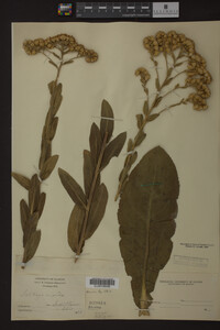 Solidago rigida image