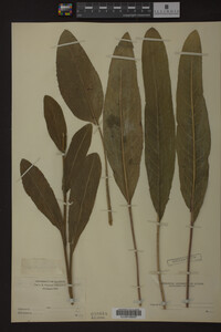 Solidago rigida image