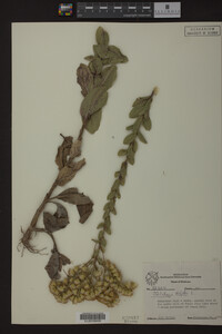 Solidago rigida image