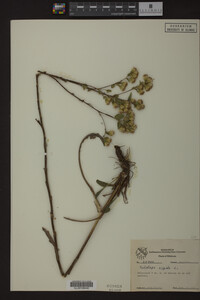 Solidago rigida image