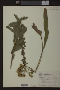 Solidago rigida image