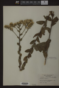 Solidago rigida image