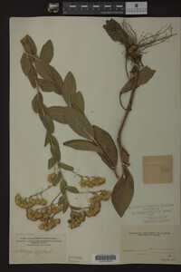 Solidago rigida image
