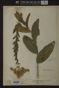 Solidago rigida image