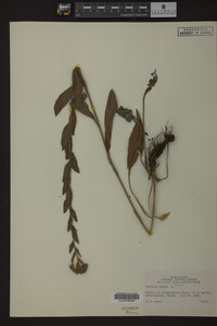 Solidago rigida image