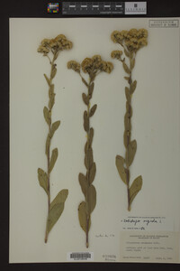 Solidago rigida image