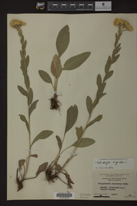 Solidago rigida image
