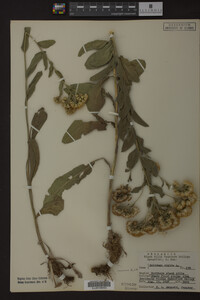 Solidago rigida image