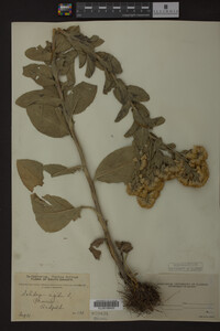 Solidago rigida image