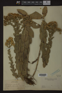 Solidago rigida image