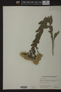 Solidago rigida image