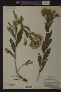 Solidago rigida image