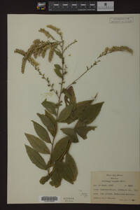 Solidago rugosa image