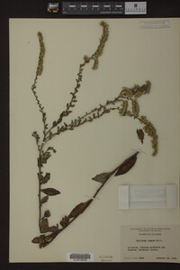 Solidago rugosa image