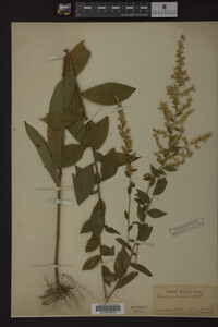 Solidago rugosa image