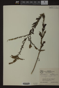 Solidago rugosa image